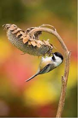 Black-capped Chickadee on a Sunflower - Uploaded by Denise Seeger