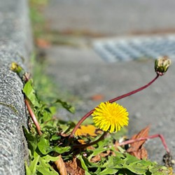 Dandelion growing out of a sidewalk crack in Arcata, CA - Uploaded by DHC