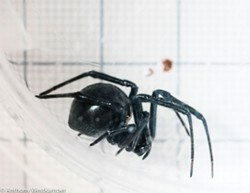 PHOTO BY ANTHONY WESTKAMPER - A female black widow against a 1-centimeter/1-millimeter grid.