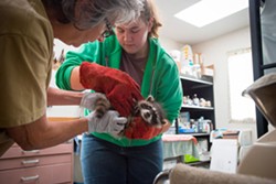 PHOTO BY MARK MCKENNA - Jeanne Gunn, left, and Lucinda Adamson weigh and sex baby raccoons.