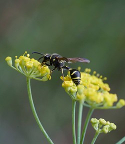 PHOTO BY ANTHONY WESTKAMPER - A potter wasp dines on dwindling nectar.