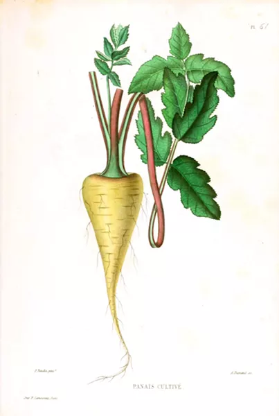 Vintage parsnip illustration
