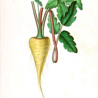 Vintage parsnip illustration