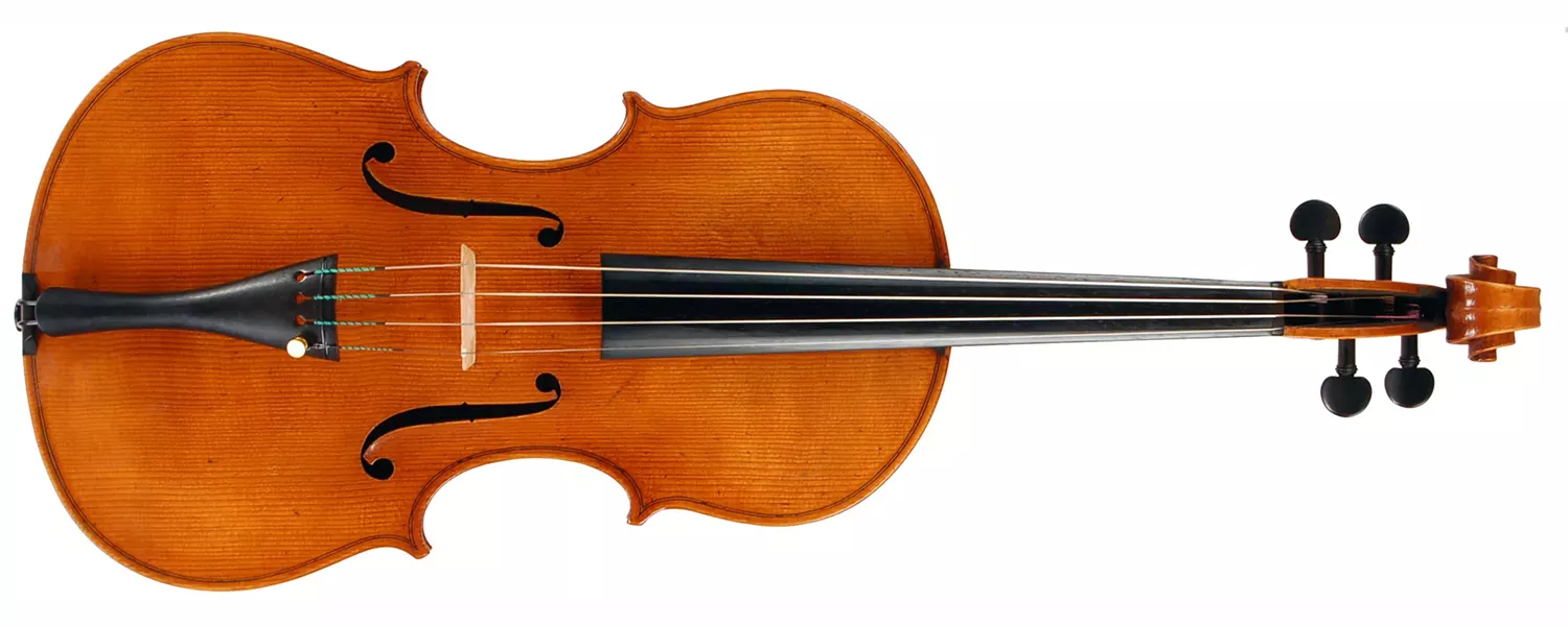 Viola