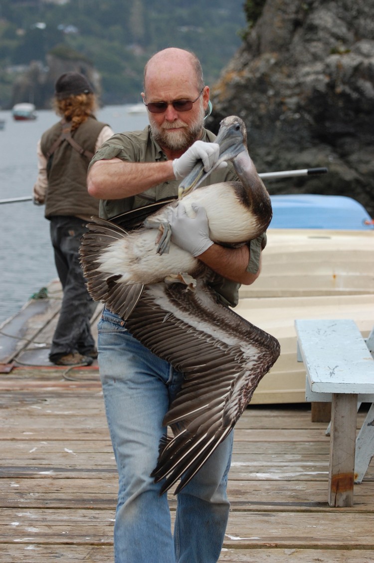 Volunteer Jim Moore carries an ailing pelican in Trinidad last month, as Monte Merrick of the Bird Ally X rescue group works behind him with a net. - PHOTO BY DREW HYLAND