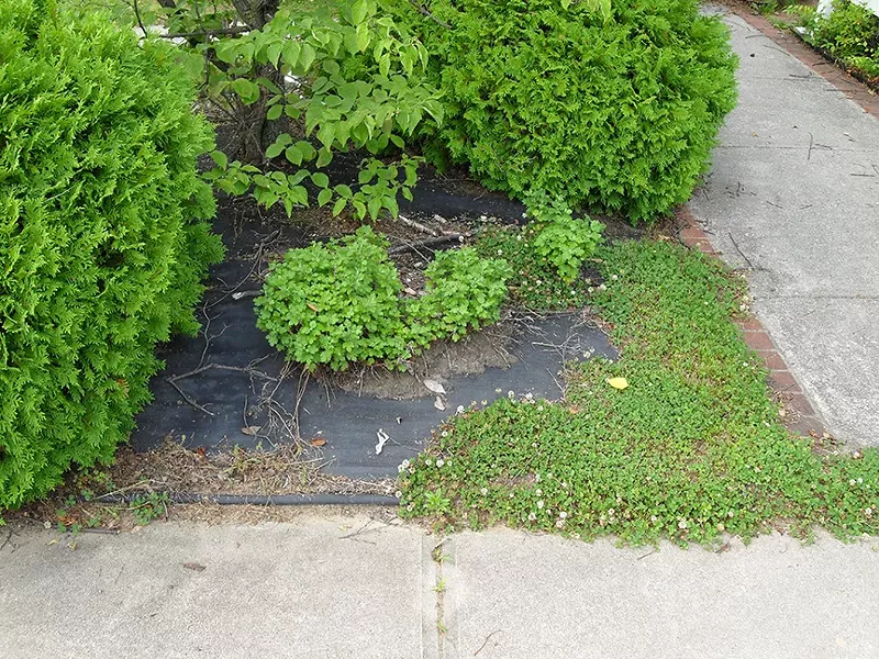 Why I Landscape Fabric Down And Dirty North Coast Journal Why I Landscape Fabric