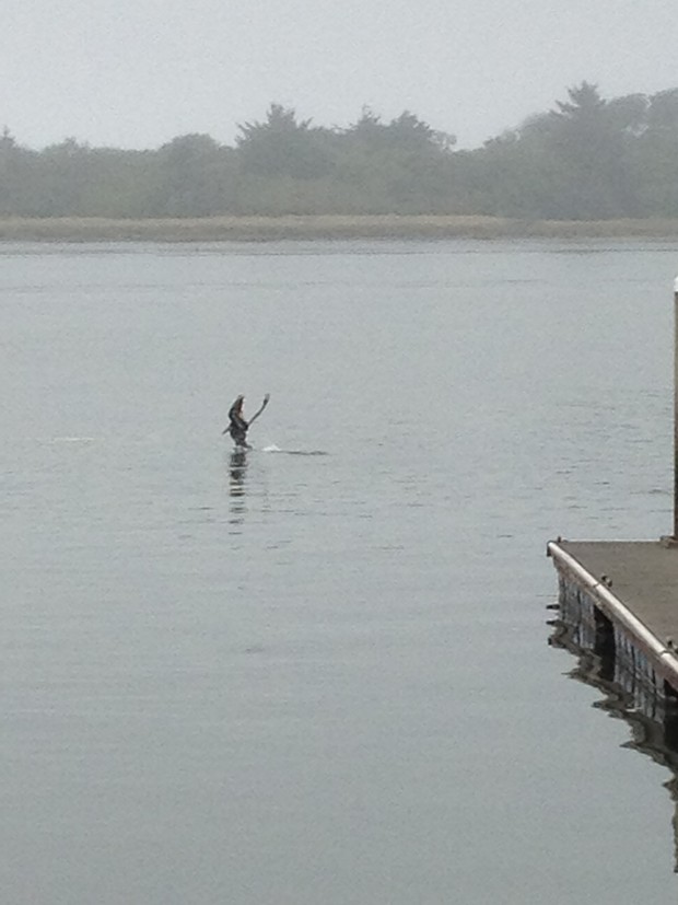 Yes, that's a pelican, caught mid-crazy-dive at the Eureka public marina. - PHOTO BY HEIDI WALTERS