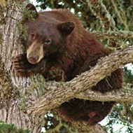 Habitat crossover: Bears are a growing issue at Lopez Lake&mdash;is COVID-19 camping to blame?