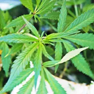 SLO County grapples with a $3.2 million loss on cannabis