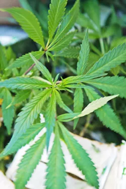 STATUS QUO A split SLO County Board of Supervisors did not move forward a series of changes to its cannabis ordinance on Aug. 18. - FILE PHOTO