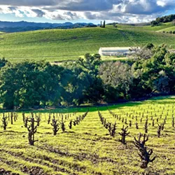 DRY FARM Tablas Creek Vineyard Proprietor Jason Hass said because dry farmed grapes are forced to pull what they need out of the soil, the roots grow deeper, making them more resilient and a better reflection of the terroir. - PHOTOS COURTESY OF TABLAS CREEK VINEYARD