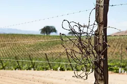WATER WORRIES State water officials are concerned about the impacts of groundwater decline over the Paso Robles Groundwater Basin. - FILE PHOTO