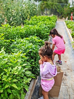 FIRST HARVEST Children pick peppers during a volunteer day at Templeton Hills Community Farm, which is open every Sunday to volunteers. - PHOTO COURTESY OF PASTOR ZAC PAGE