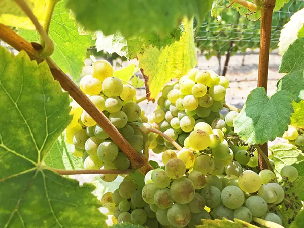 AROMATIC WHITE With about 55 acres of albariño planted in the Edna Valley, the region now produces about 25 different bottlings of the white wine. - PHOTO COURTESY OF MINDY OLIVER