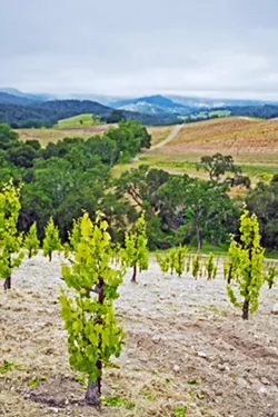 MEASURING IMPACTS A recent Cal Poly study backed by local agriculture says that potential water cutbacks in the Paso Robles Groundwater Basin could cost thousands of local jobs. - FILE PHOTO BY KAORI PETERS