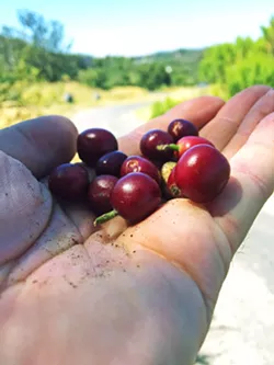 MORE CAFFIENE Unroasted coffee berries have more caffeine than the roasted product they eventually become. - COURTESY PHOTO BY SCOTT STEVENSON