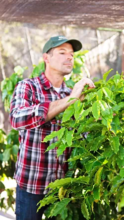 AVOCADO/COFFEE Third-generation avocado grower Andrew Houghtaling used his connections and farming know-how to help start a new kind of coffee company in California. - COURTESY PHOTO BY SCOTT STEVENSON