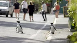 OUT FOR A STROLL In Penguin Town on Netflix, narrator Patton Oswald explains how endangered African penguins invade a South African beach town every year to find a mate. - PHOTO COURTESY OF NETFLIX