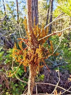 INVASIVE The dwarf mistletoe growing on a Monterey pine is a parasite to native forests that can cause severe damage—it's one of the invasive species the Coastal Commission-approved Covell Ranch project is trying to mitigate. - PHOTO COURTESY OF COASTAL COMMISSION STAFF REPORT