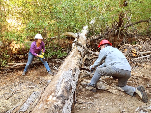 TIMBER! Los Padres Forest Association volunteers work over Thanksgiving weekend to clear the Condor Trail, blocked by a downed tree. - PHOTO COURTESY OF LOS PADRES FOREST ASSOCIATION