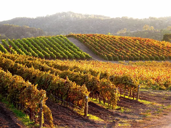 QUE SERÁ, SYRAH In addition to syrah grapes, Paso Robles' red Rhone repertoire includes grenache, mourvèdre, carignan, cinsault, and petite sirah. White Rhone vines include grenache blanc, viognier, marsanne, and roussanne. - PHOTO COURTESY OF TABLAS CREEK VINEYARD