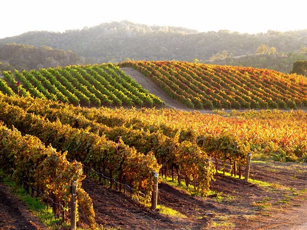 QUE SER&Aacute;, SYRAH In addition to syrah grapes, Paso Robles' red Rhone repertoire includes grenache, mourv&egrave;dre, carignan, cinsault, and petite sirah. White Rhone vines include grenache blanc, viognier, marsanne, and roussanne. - PHOTO COURTESY OF TABLAS CREEK VINEYARD