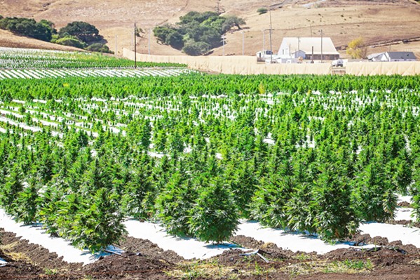 SHRINKING MARKET While the hemp industry alleged that a restrictive county ordinance was a de facto ban on the plant's cultivation, Assistant County Counsel Jon Ansolabehere said that the county's receiving applications for cultivation. - FILE PHOTO BY JAYSON MELLOM