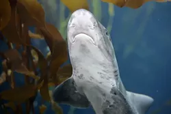 AB-shark.jpg