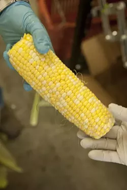 GMO FREE : Seasonal produce for the summer CSA boxes includes fresh organic, non GMO corn. - PHOTO BY STEVE E. MILLER