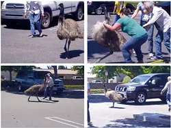 Emu0.jpg