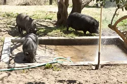 HOG HEAVEN : Pot-bellied pigs have plenty of space to roam, splash, and nap at Lil’ Orphan Hammies, a five-acre rescue facility near Solvang. Many were starving or abandoned before they were rescued.