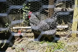 PEPPER: George and Liz have four hens, including Pepper, a Barred Rock breed. - PHOTO BY GLEN STARKEY
