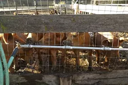 2: : The young pigs on the ranch are a mix of Berkshire/Hampshire and Duroc; the combination of breeds produces the best meat, because the pigs are massive and fast growing but the quality of the meat is high.
