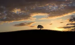 LONE OAK SUNSET: - PHOTO BY TONY HERTZ