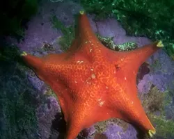 BAT STAR: - PHOTO COURTESY OF TERRY LILLEY OF UNDERWATER2WEB.COM