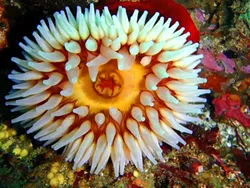 FISH-EATING SEA ANEMONE: - PHOTO COURTESY OF TERRY LILLEY OF UNDERWATER2WEB.COM