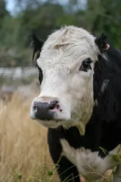 BLACK AND BLUE: Panda the steer roams free in a field at the Animal Place Sanctuary in Northern California. Garrett Kaplan won’t be so free for the next year, after receiving a jail sentence for dousing Panda in kerosene and lighting him on fire, causing damage to several parts of his body, including his ears. - PHOTO COURTESY OF ANIMAL PLACE SANCTUARY