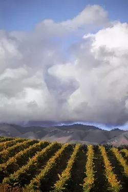 EDNA VINEYARDS: - PHOTO BY TONY HERTZ