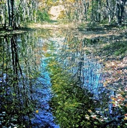 QUITE AN IMPRESSION:  Taken via camera phone, Gary Dwyer&rsquo;s "Impressionist Bog" invokes the light and color of Monet&rsquo;s lily pad paintings. - PHOTO BY GARY DWYER