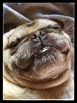 PUGDORABLE!: Glen and Anna Starkey’s noble canine Pugslie will be strutting his stuff … and peeing on stuff at Pugsgiving. - PHOTO BY GLEN STARKEY