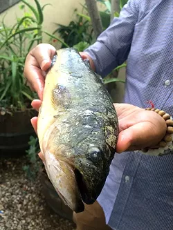 BIG MOUTH: A largemouth bass caught at Lopez Lake in Arroyo Grande is considered invasive to the local steelhead population. It and its largemouth brethren will be devoured at the annual fundraiser. - PHOTO BY HAYLEY THOMAS