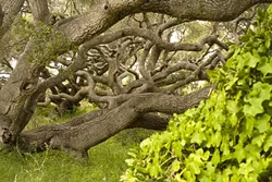 THEY’RE MAKING YOU OXYGEN! : Be nice to trees. Hug one. Go on, you know you want to! - PHOTO BY STEVE E. MILLER
