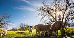 COUNTING SHEEP: A flock of Dorper sheep helps with weed abatement while delighting wine tasters at Adelaida Cellars in Paso Robles. - PHOTO BY KAORI FUNAHASHI