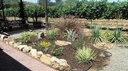 GO NATIVE: A good rule of thumb: Shop for plants at local nurseries where you won’t be as tempted to purchase an exotic specimen unaccustomed to your area. Pictured, Avant Gardner Annette Pollock uses native plants to add green to arid climates. - PHOTO BY ANNETTE POLLOCK
