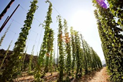 HOP TO IT:  Toro Creek Brewing Company grows 13 varieties of organic hops alongside barley on its hiddenaway farm, located midway between Morro Bay and Atascadero. - PHOTO BY DUMMIT PHOTOGRAPHY