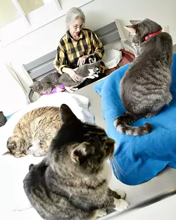 THE CATS MEOW : North County Humane Society volunteer Jean Cox, who for the past four years has visited Atascadero’s Parfitt Adoption Center two or three times a week to care for its cats, provides a lap and love to abandoned cats - PHOTO BY STEVE E. MILLER