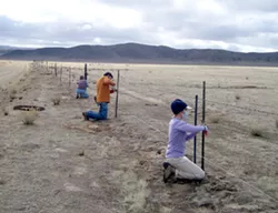 DON’T FENCE ME IN : Barbed-wire fences create obstacles for the fleet-footed pronghorn that can run but not jump, so volunteers have been busy removing or modifying fences on the Carrizo so pronghorn can pass under them more easily. - PHOTO COURTESY OF CRAIG DEUTSCHE