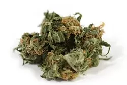 BURNED : Yes, this is marijuana. No, it’s not the six pounds that used to belong to Kimberly Marshall, because that was destroyed—even though no criminal charges were ever filed against her. - FILE PHOTO