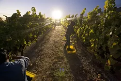 ARTIFICIAL SUN : A Thursday night harvest begins on the far northern edge of Laetitia Vineyards near Arroyo Grande. - PHOTOS BY STEVE E. MILLER