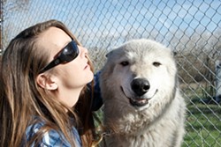 COMPANIONS :  W.H.A.R-Wolf Rescue President Kristi Bluhm-Krutsinger, here with a full-breed wolf Kiowa, says a key to caring for wolves is letting them know you&rsquo;re part of their community. - PHOTO BY STEVE E. MILLER